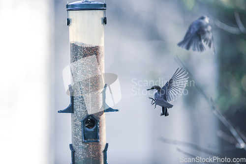 Image of backyard birds around bird feeder