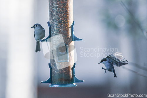 Image of backyard birds around bird feeder