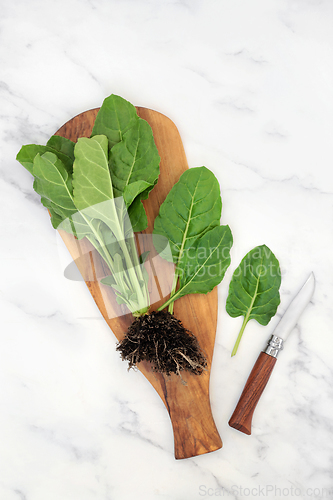 Image of Freshly Picked Organic Spinach Plant with Root Ball 