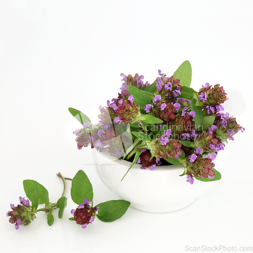 Image of Self Heal Herb Herbal Medicine