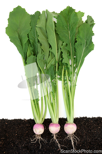 Image of Organic Turnip Vegetables Growing in Soil