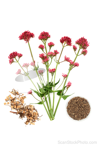 Image of Red Valerian Plant and Root for Herbal Medicine  