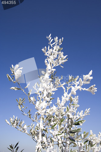 Image of snow in the tree