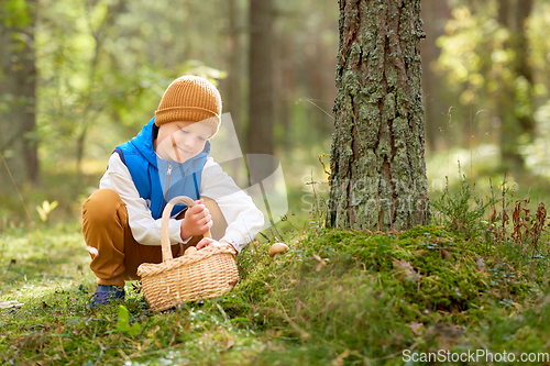 Image of happy boy with basket picking mushrooms in forest