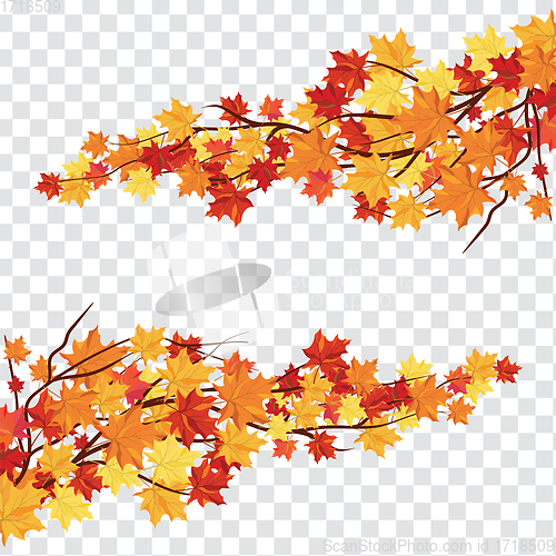 Image of Maple leaves on transparency grid