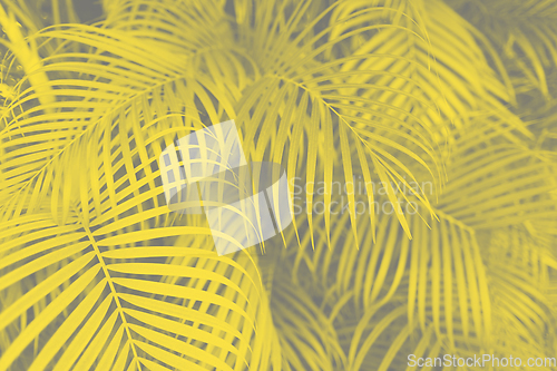 Image of yellow and gray background with palm tree leaves