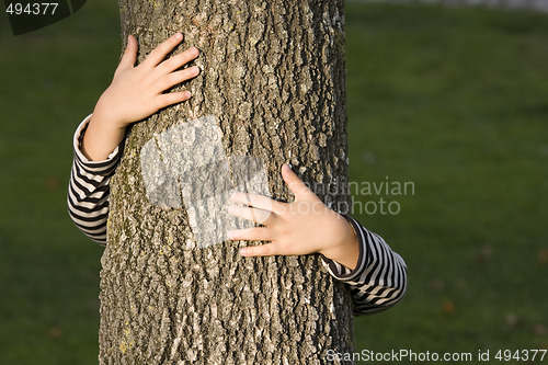 Image of Huging a tree