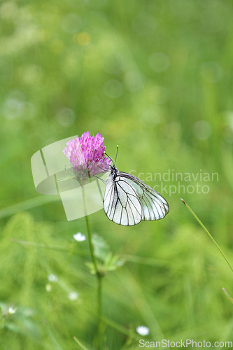 Image of Beautiful butterfly on a pink clover