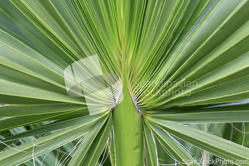 Image of Large palm leaf, closeup 