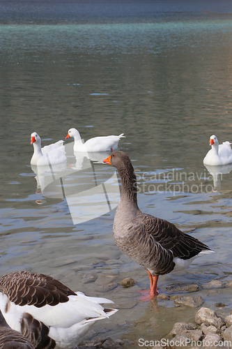 Image of Cute geese on a lake