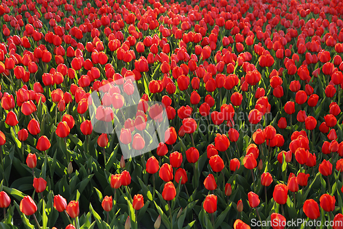 Image of Beautiful red tulips, bright nature background