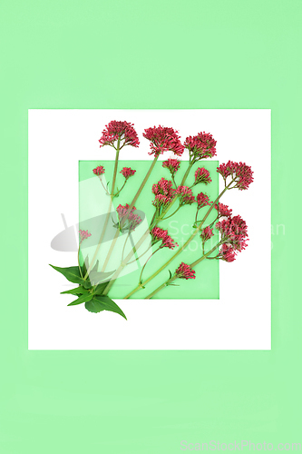 Image of Red Valerian Herb Flower Plant Background Frame 