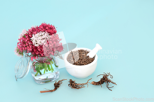 Image of Valerian Herb Root used in Natural Herbal Plant Medicine