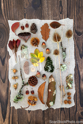 Image of Autumn Nature Study with European Flora and Fauna 