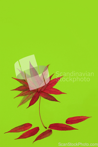 Image of Staghorn Leaf Russet Autumn Fall Abstract  