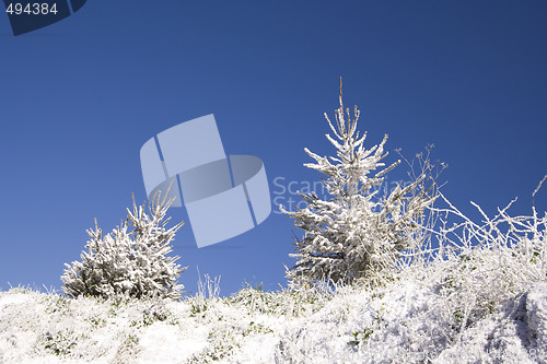 Image of Christmas Snow