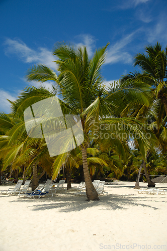 Image of Tropical beach. The Dominican Republic, Saona Island