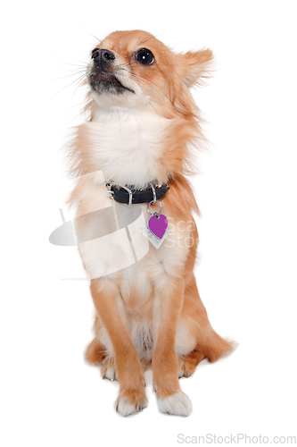 Image of chihuahua dog is sitting on a white background