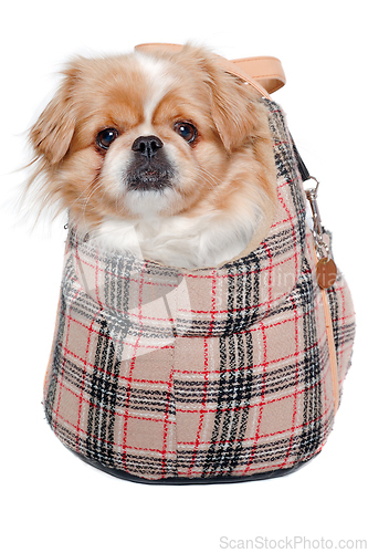 Image of Pekingese dog in bag on a clean white background