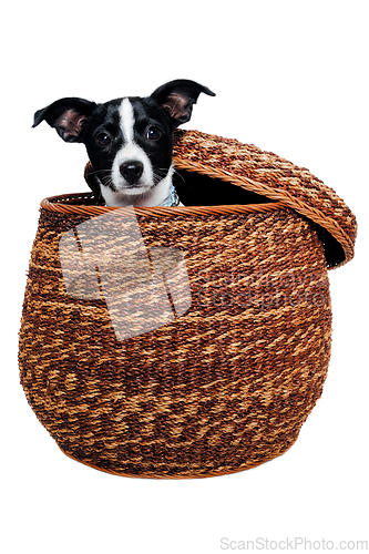 Image of Happy Rat terrier puppy dog is playing in a basket, taken on a w