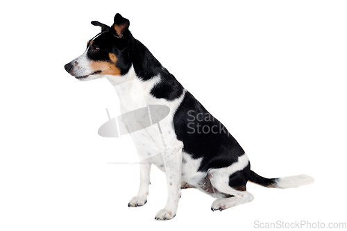 Image of Happy Rat terrier puppy dog is sitting on a white background