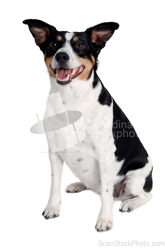 Image of Happy Rat terrier puppy dog is sitting on a white background