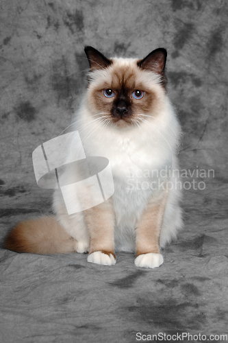 Image of Sad Holy Birman cat sitting