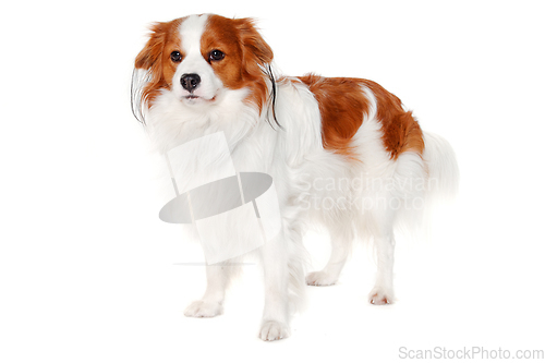 Image of Sad Kooiker standign on white background