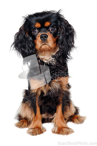 Image of Sad Cavalier King Charles Spaniel dog