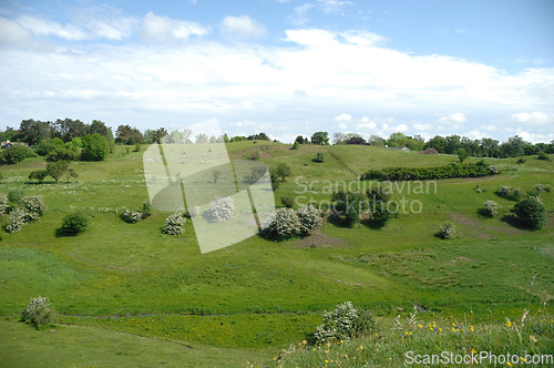 Image of Green Landscape