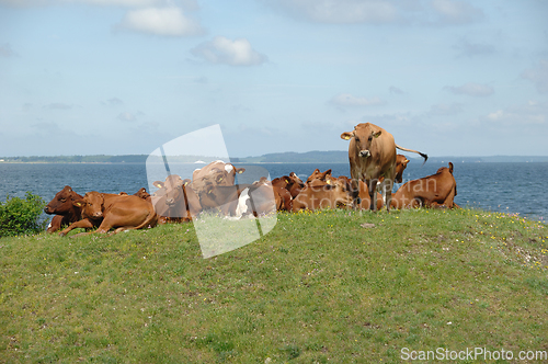 Image of Cows resting on green grass