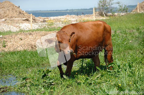 Image of Cow standing on green grass