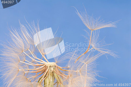 Image of Dandelion