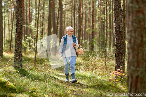 Image of senior woman picking mushrooms in autumn forest