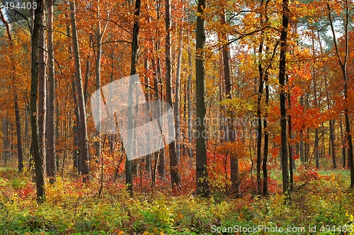 Image of Colors of Fall