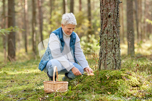 Image of senior woman picking mushrooms in autumn forest