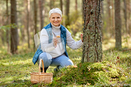 Image of senior woman picking mushrooms in autumn forest