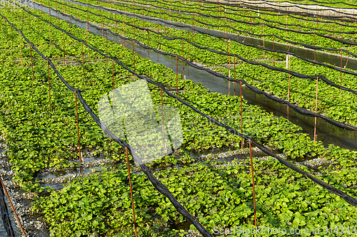 Image of Fresh Wasabi meadow