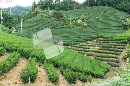 Image of Green Tea plantation farm