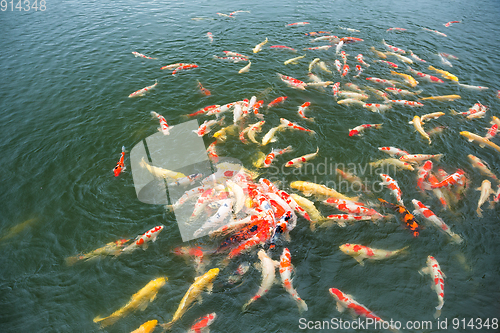 Image of Koi Carps Fish