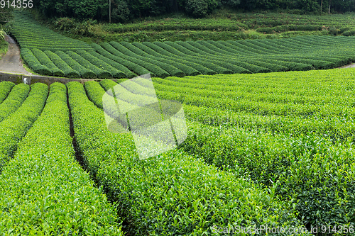 Image of Tea field