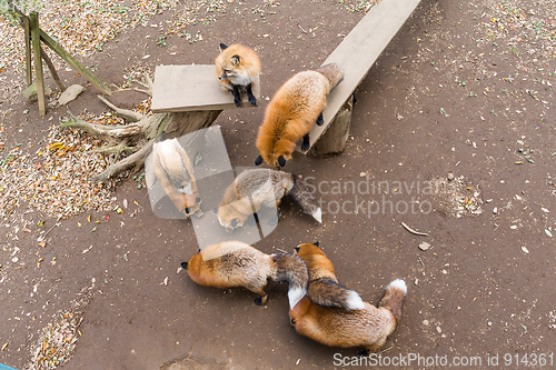 Image of All red fox eating together