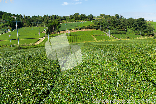 Image of Green Tea farm