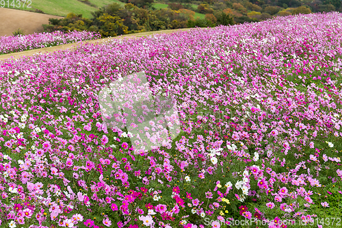 Image of Cosmos flower field