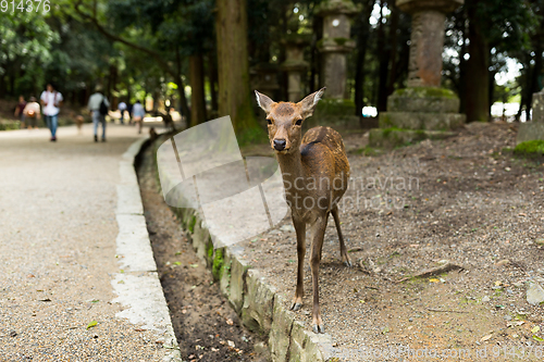 Image of Deer in Japanese temple