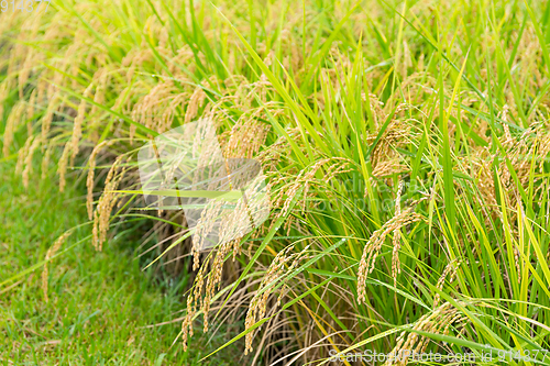 Image of Green Rice field close up