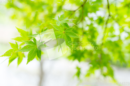 Image of Green maple tree