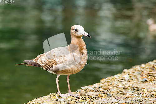 Image of Seagull