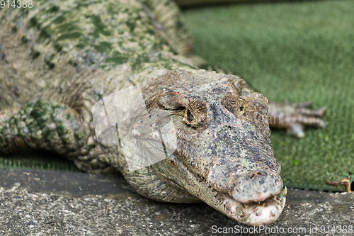 Image of Crocodile