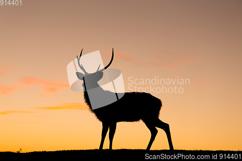 Image of Silhouette of deer